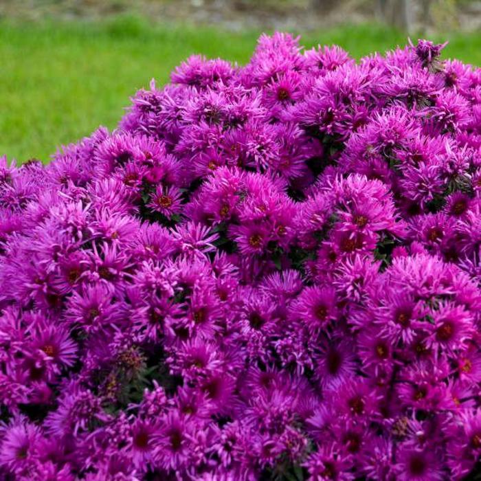 'Pink Crush' New England Aster - Aster novae-angliae from Ladds Gardencener