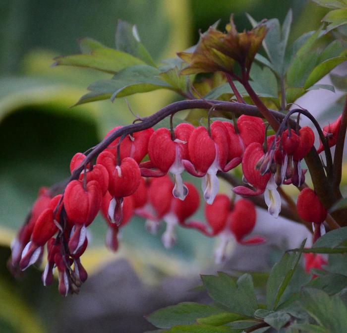 'Valentine®' Bleeding Heart - Dicentra spectabilis from Ladds Gardencener