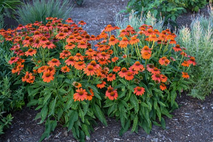 Sombrero® 'Adobe Orange' - Echinacea (Coneflower) from Ladds Gardencener