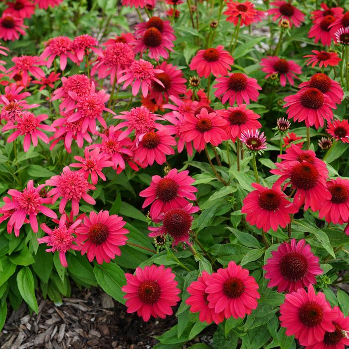 Sombrero® 'Baja Burgundy' - Echinacea (Coneflower) from Ladds Gardencener