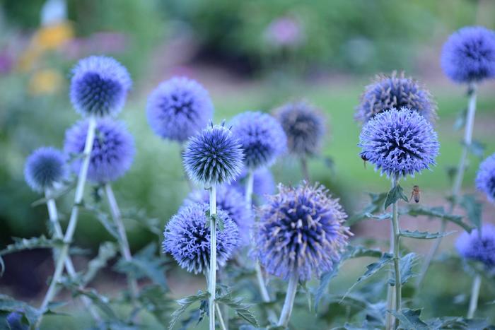''Blue Glow'' Globe Thistle - Echinops bannaticus from Ladds Gardencener