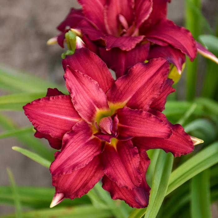 'Double Pardon Me' Daylily - Hemerocallis from Ladds Gardencener