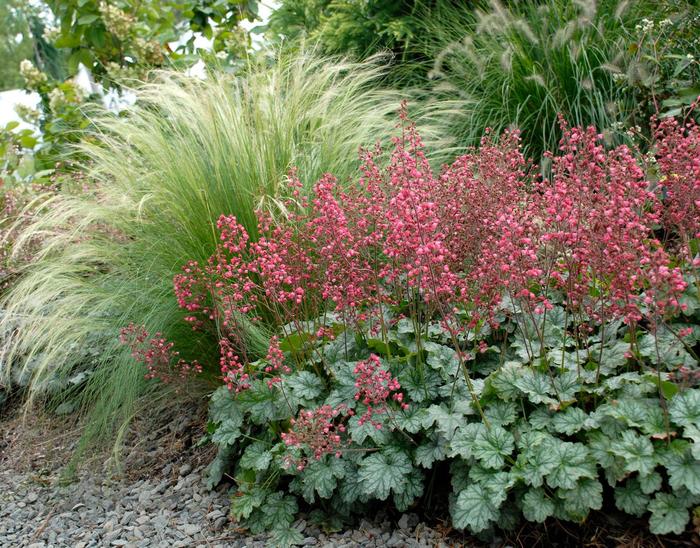 'Paris' Coral Bells - Heuchera from Ladds Gardencener