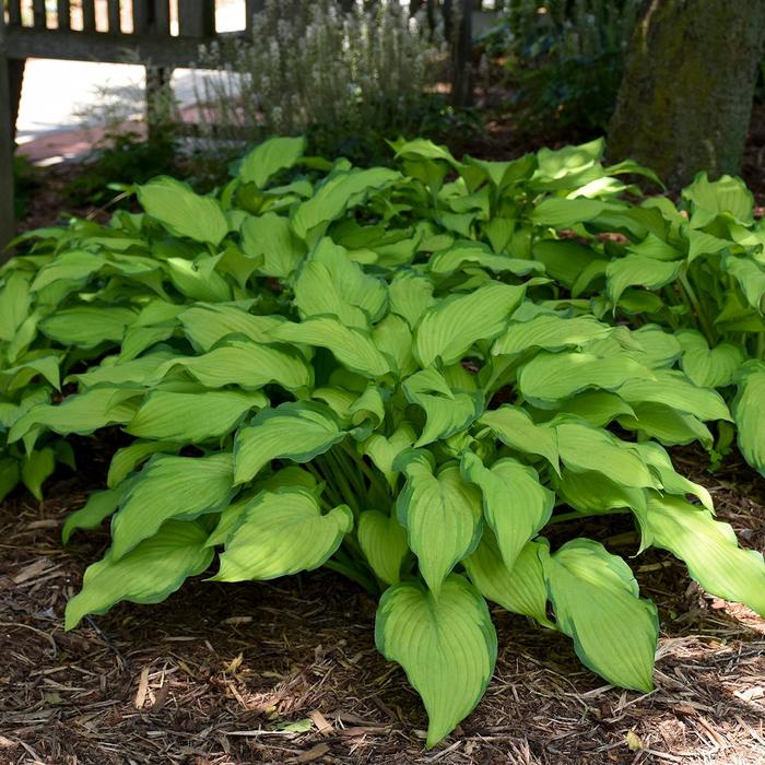 'First Dance' Hosta, Plantain Lily - Hosta from Ladds Gardencener