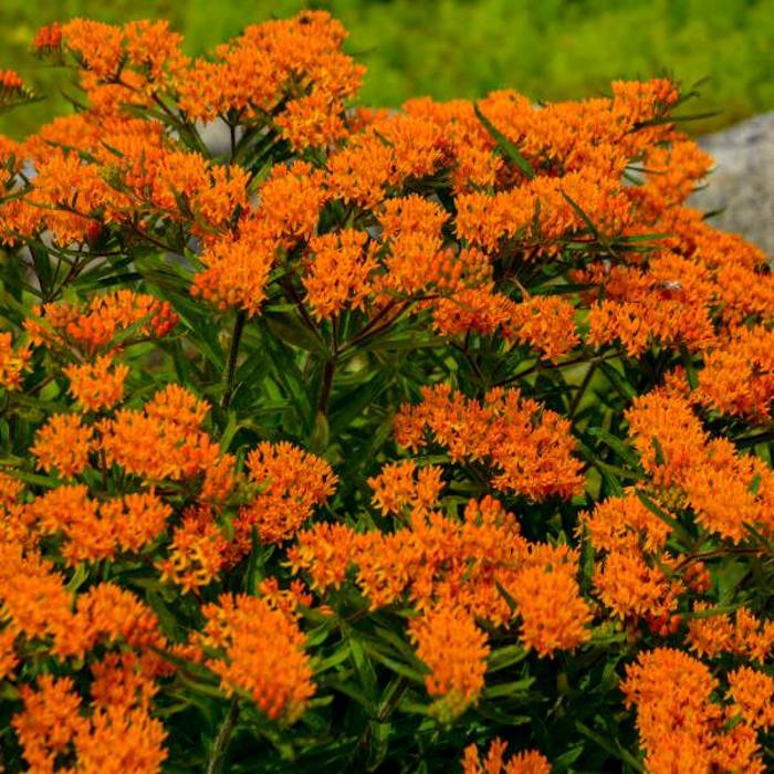 Butterfly Milkweed - Asclepias tuberosa from Ladds Gardencener