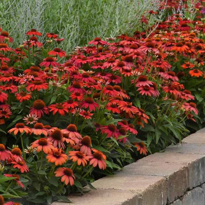 Artisan™ 'Ombre Red' - Echinacea (Coneflower) from Ladds Gardencener