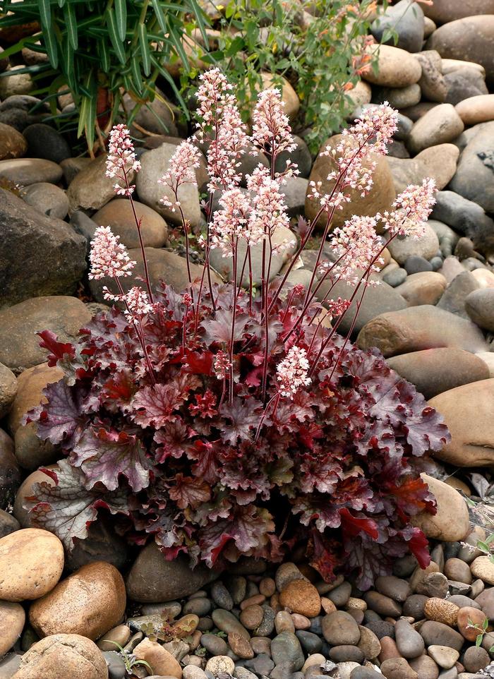 'Ruby Tuesday' Coral Bells - Heuchera from Ladds Gardencener