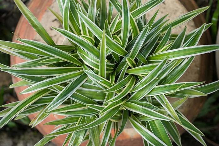 Spider Plant - Chlorophytum comosum from Ladds Gardencener