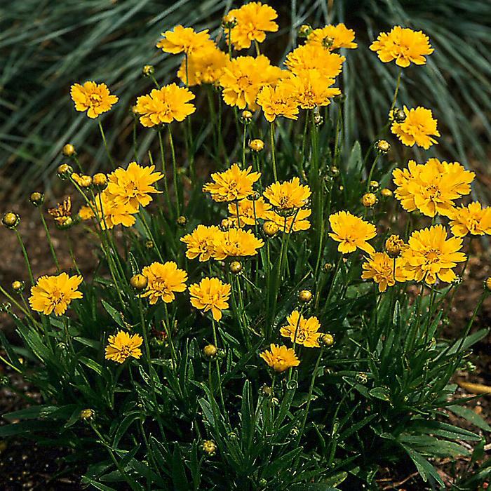 'Early Sunrise' Tickseed - Coreopsis grandiflora from Ladds Gardencener
