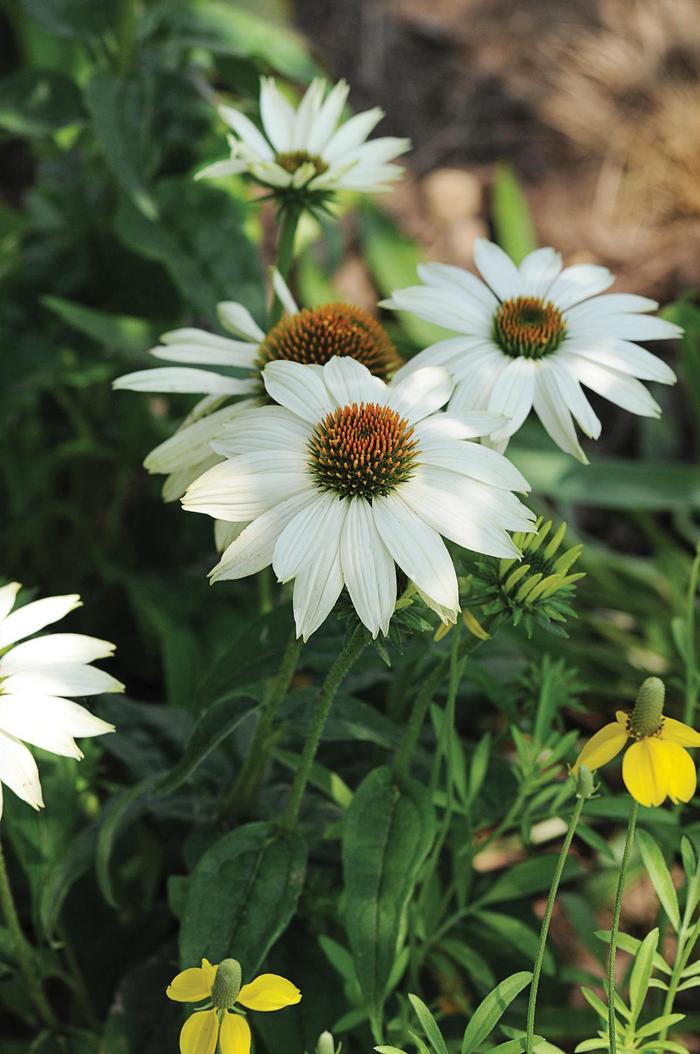 'PowWow White' Coneflower - Echinacea purpurea from Ladds Gardencener