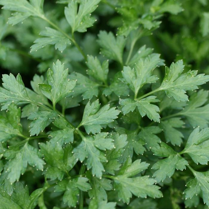 'Flat Italian' Parsley - Petroselinum neapolitanum from Ladds Gardencener