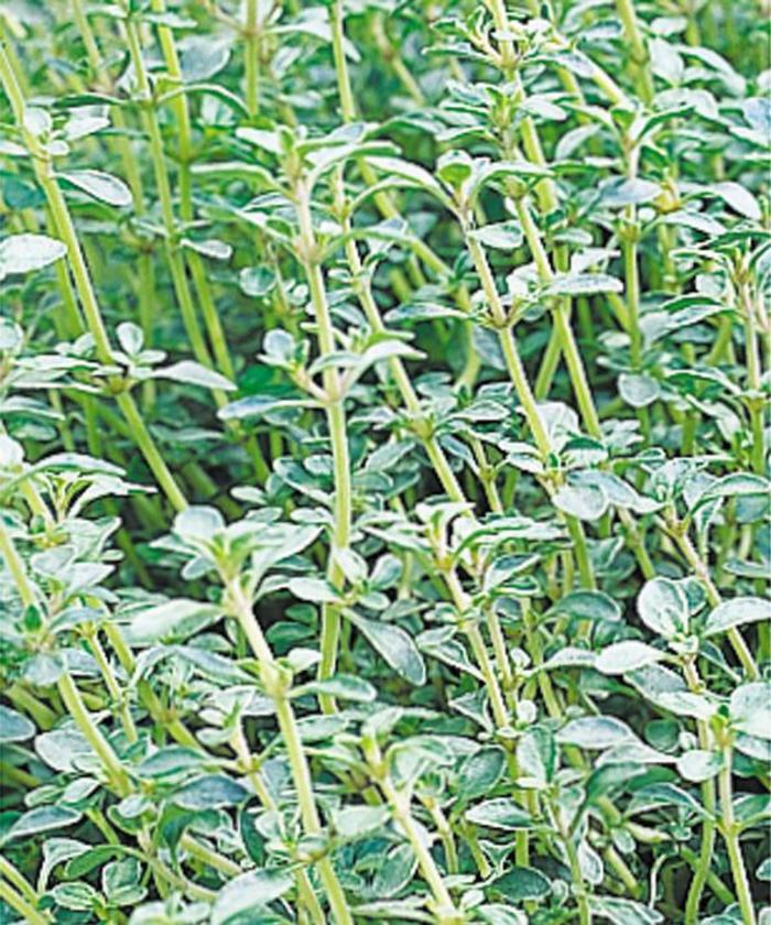 'Argenteus' Silver Edge Thyme - Thymus vulgaris from Ladds Gardencener