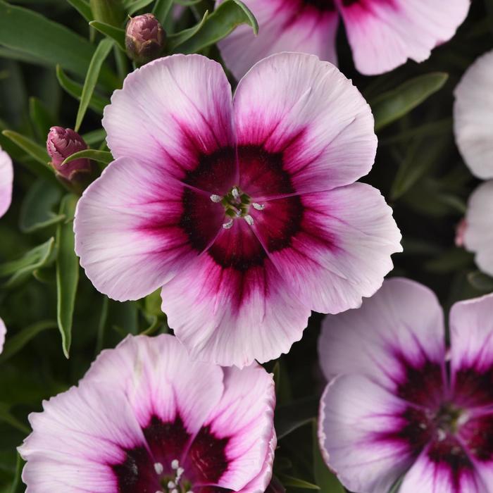 Coronet™ 'White Purple Eye' - Dianthus chinensis (Pinks) from Ladds Gardencener