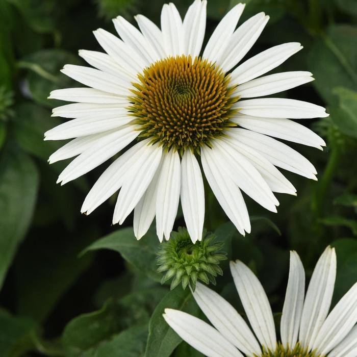 Sombrero Poco™ 'White' - Echinacea purpurea (Coneflower) from Ladds Gardencener
