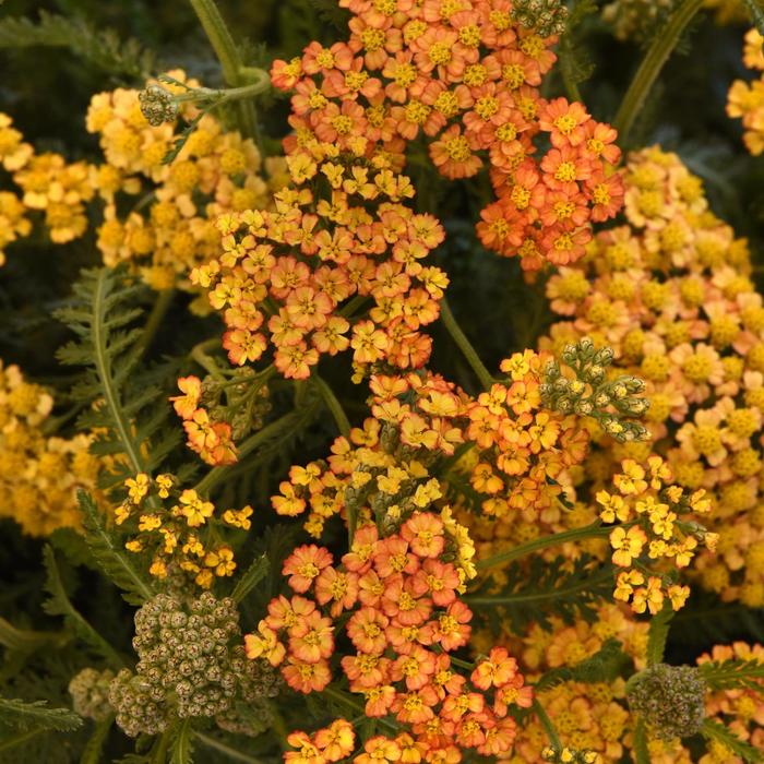 Milly Rock™ Yellow Terracotta - Achillea millefolium (Yarrow) from Ladds Gardencener
