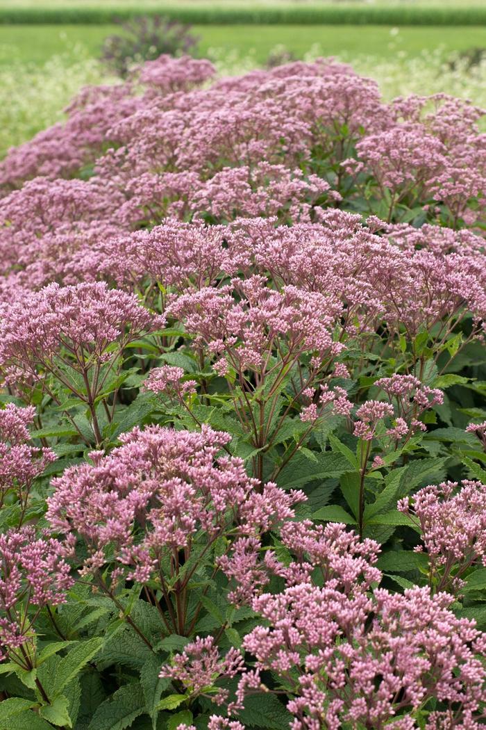 Euphoria™ 'Ruby' - Eupatorium purpureum (Dwarf Joe-Pye Weed) from Ladds Gardencener