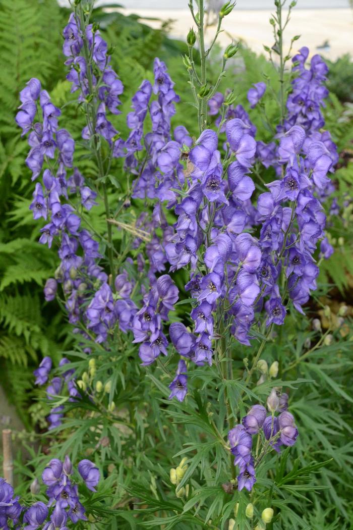 Monkshood - Aconitum fischeri from Ladds Gardencener