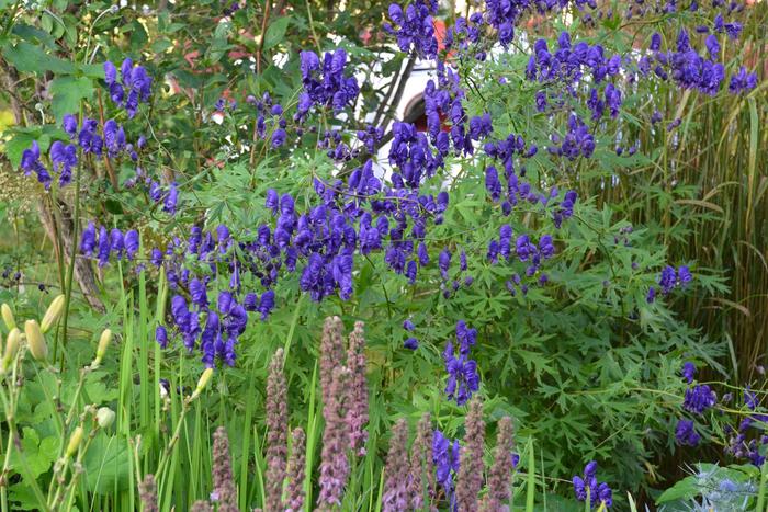 Monkshood - Aconitum napellus from Ladds Gardencener