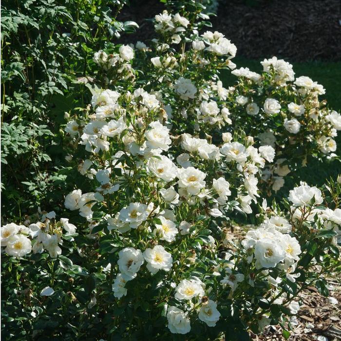 Oso Easy Ice Bay® Rose - Rosa from Ladds Gardencener