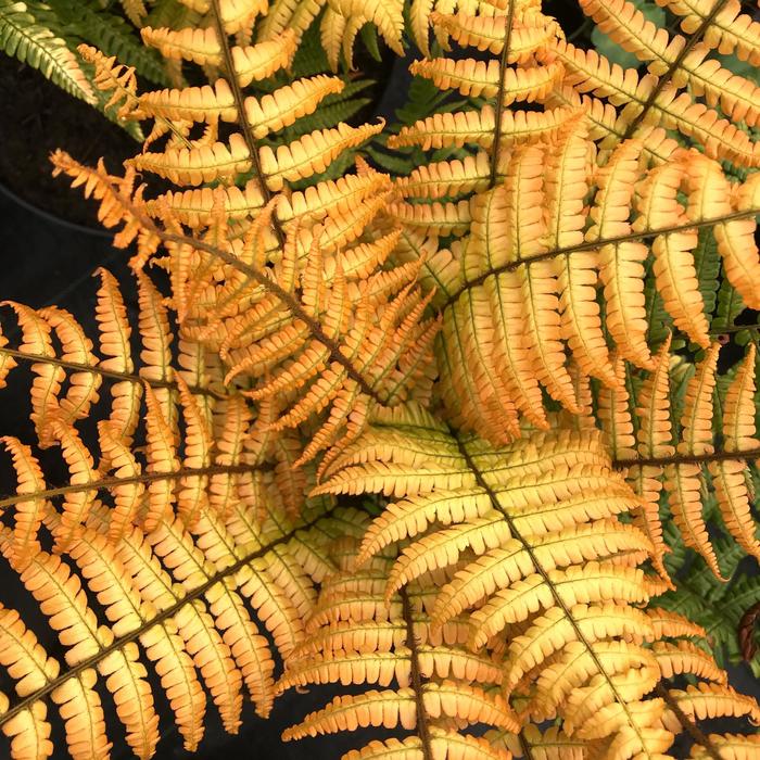 'Jurassic Gold' Hardy Fern - Dryopteris wallichiana from Ladds Gardencener