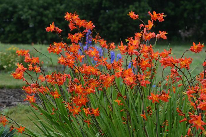'Prince of Orange' Montbretia - Crocosmia from Ladds Gardencener