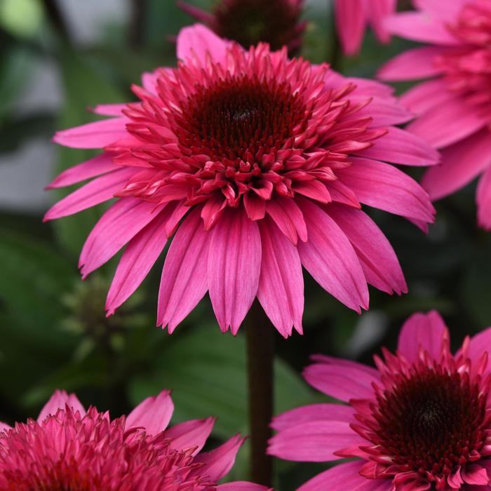 Double Scoop™ 'Watermelon Deluxe' - Echinacea (Coneflower) from Ladds Gardencener