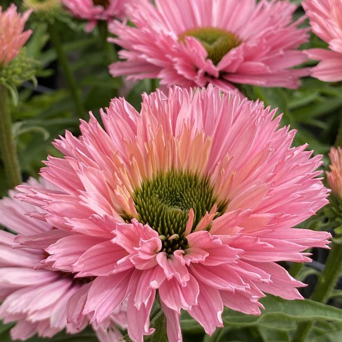 'SunSeekers Salmon' Coneflower - Echinacea from Ladds Gardencener