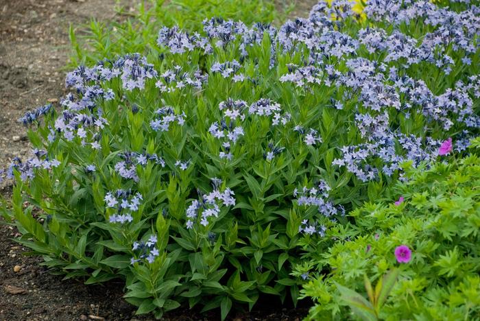 'Blue Ice' Blue Star - Amsonia from Ladds Gardencener