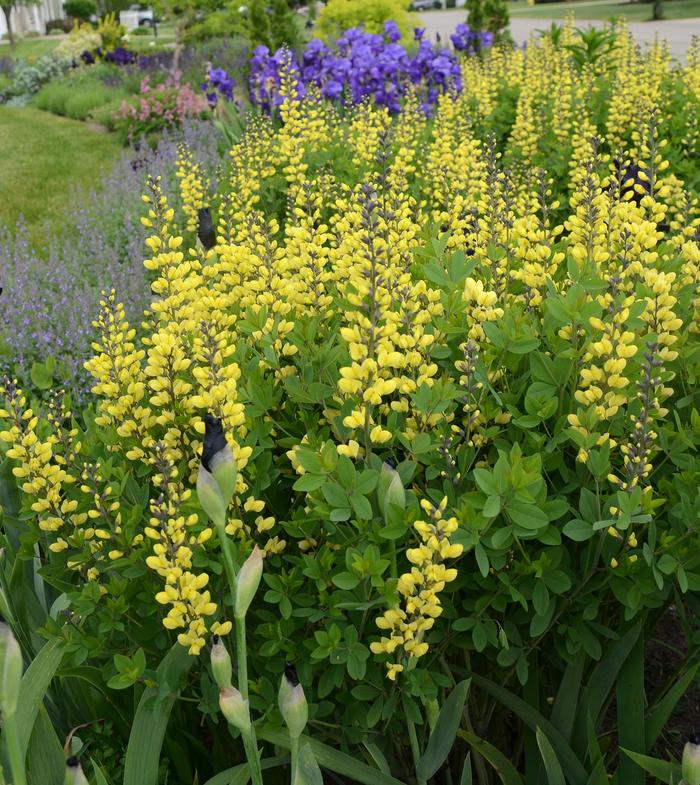 Decadence® 'Lemon Meringue' - Baptisia (False Indigo) from Ladds Gardencener