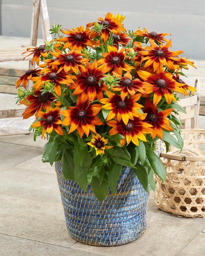 Summerina® 'Sunreef™' - Echibeckia from Ladds Gardencener