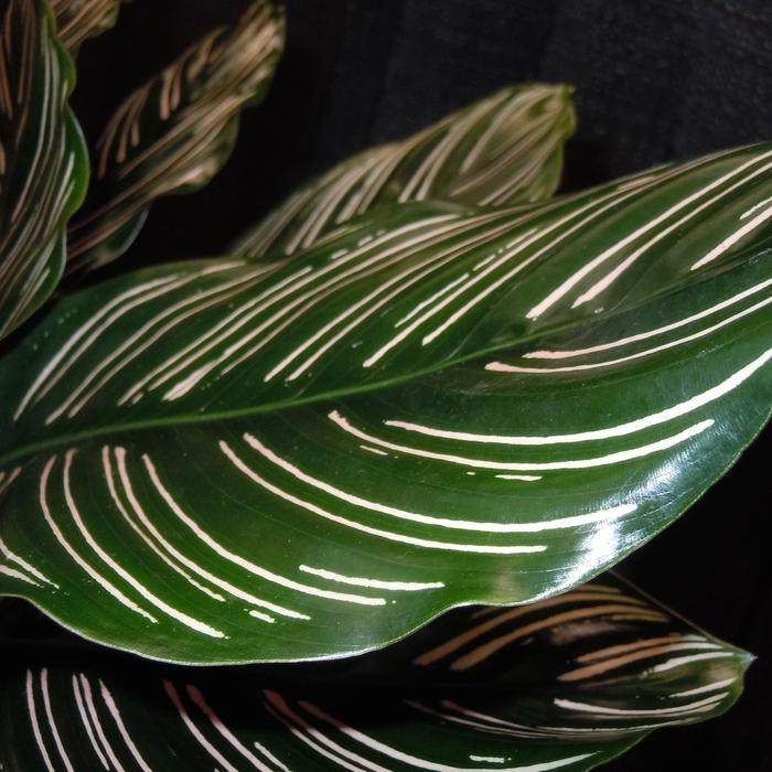 Pinstripe Plant - Calathea ornata from Ladds Gardencener