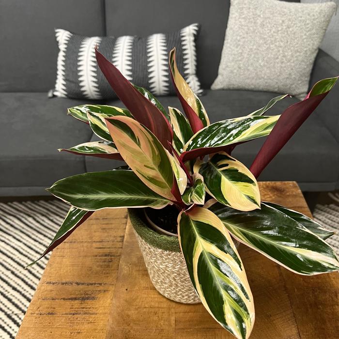'Triostar (Tricolor)' - Stromanthe sanguinea from Ladds Gardencener