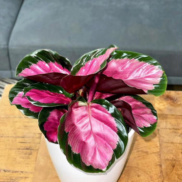 Color Full® Rosy Prayer Plant - Calathea roseopicta from Ladds Gardencener
