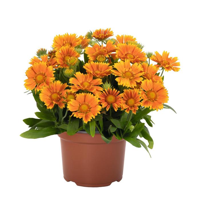 'SpinTop Mango' Blanket Flower - Gaillardia aristata from Ladds Gardencener