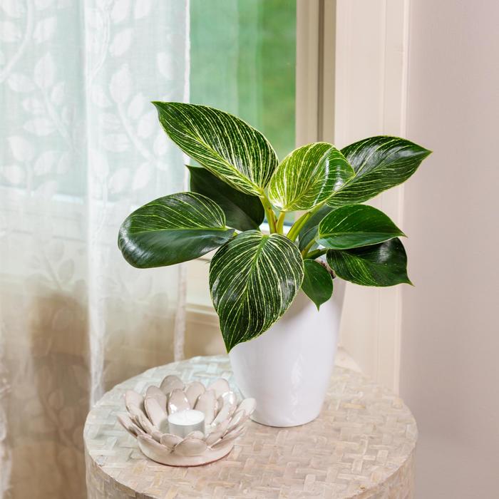 Prismacolor™ 'Birkin' - Philodendron hybrid from Ladds Gardencener