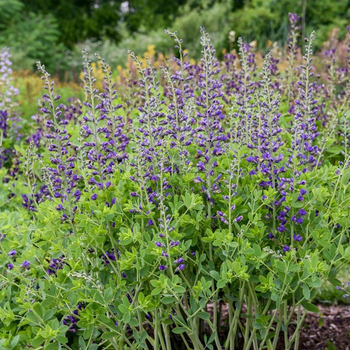 Decadence® Deluxe 'Periwinkle Popsicle' - Baptisia (False Indigo) from Ladds Gardencener