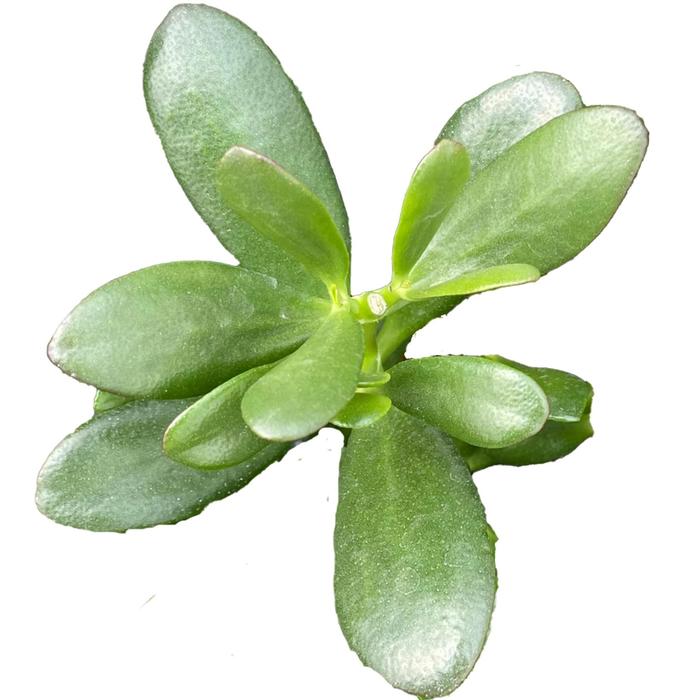 Jade Plant - Crassula ovata from Ladds Gardencener