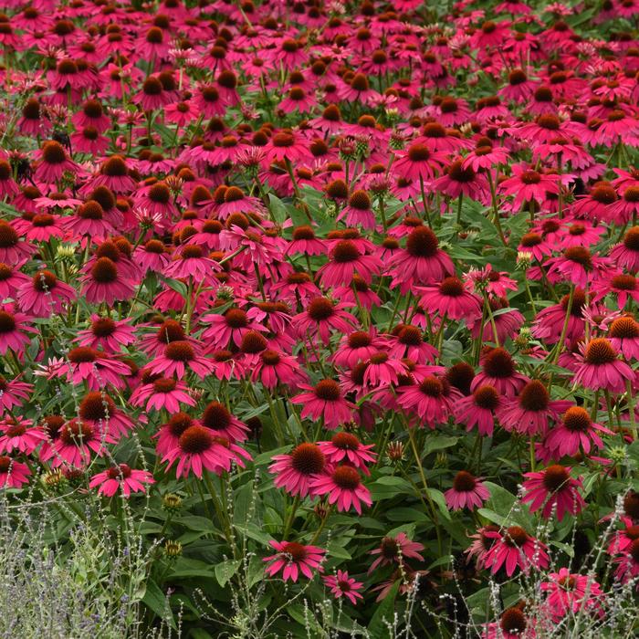 Artisan™ 'Brilliant Rose' - Echinacea (Coneflower) from Ladds Gardencener