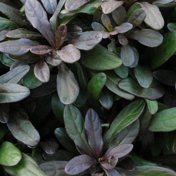 'Chocolate Chip' Bugleweed - Ajuga reptans from Ladds Gardencener