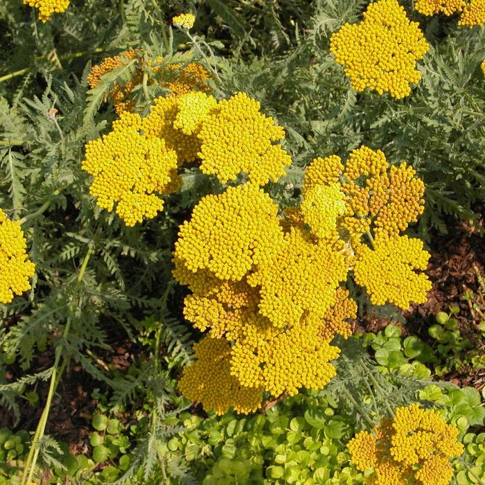 'Coronation Gold' Yarrow - Achillea from Ladds Gardencener