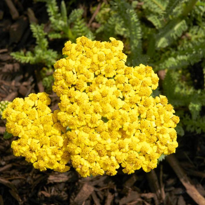 'Little Moonshine' Yarrow - Achillea from Ladds Gardencener