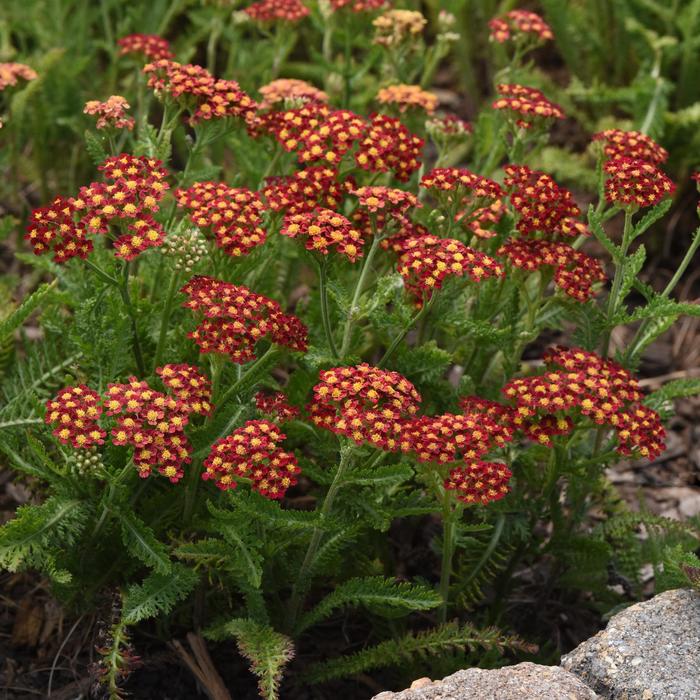 Milly Rock™ Red - Achillea millefolium (Yarrow) from Ladds Gardencener