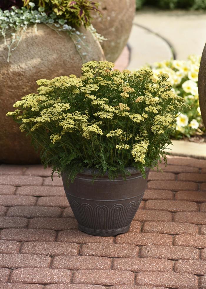 Milly Rock™ Yellow - Achillea millefolium (Yarrow) from Ladds Gardencener