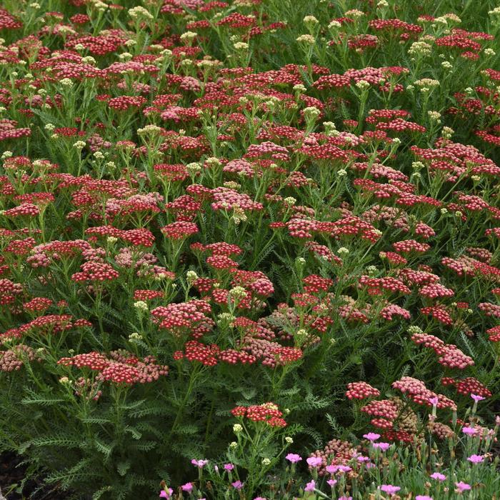 New Vintage™ Red - Achillea millefolium (Yarrow) from Ladds Gardencener