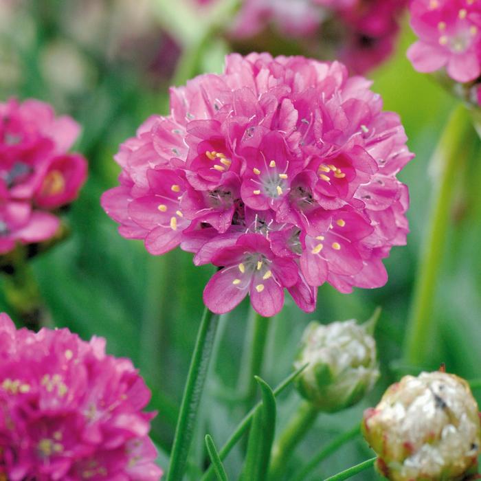 'Morning Star Deep Rose' - Armeria maritima (Sea Thrift) from Ladds Gardencener