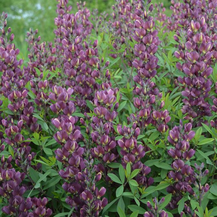 'Burgundy Blast' False Indigo - Baptisia from Ladds Gardencener