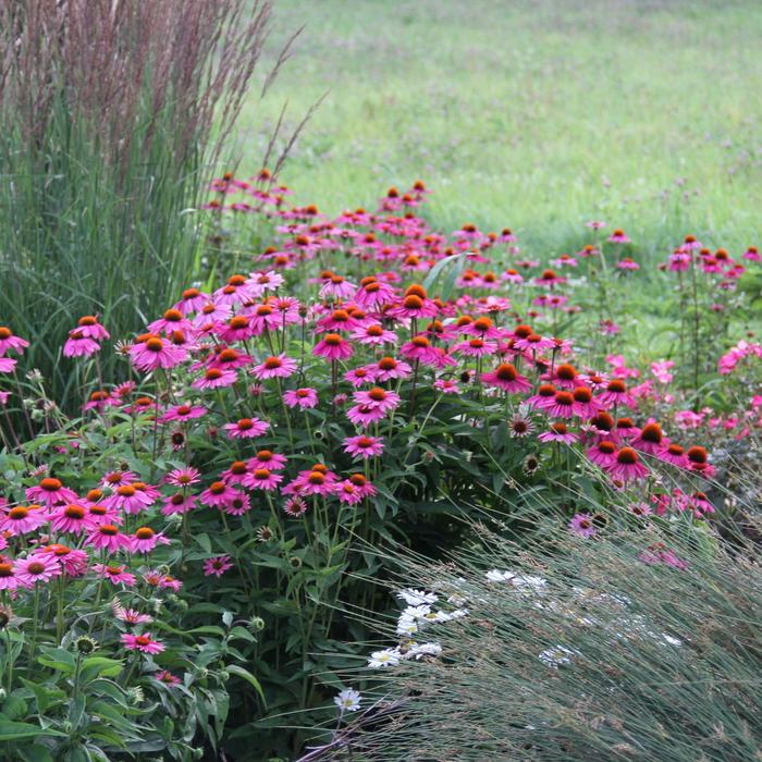 'PowWow Wild Berry' Coneflower - Echinacea purpurea from Ladds Gardencener