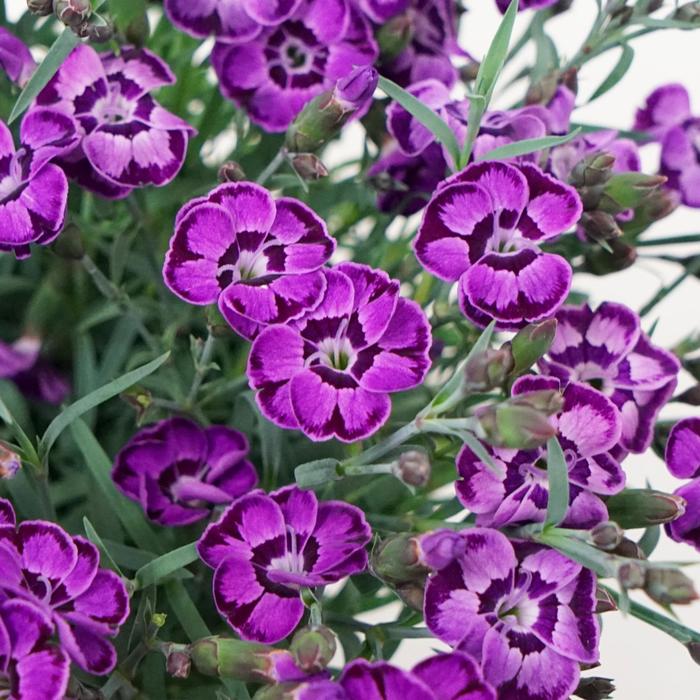 Everlast™ Violet Blue - Dianthus from Ladds Gardencener
