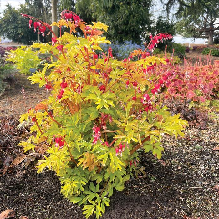 'Ruby Gold' Bleeding Hearts - Dicentra spectabilis from Ladds Gardencener