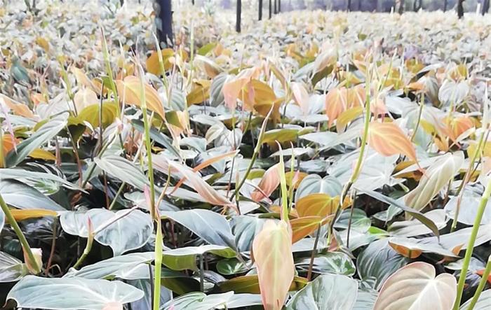 'Micans' Velvet-leaf Philodendron - Philodendron hederaceum var. hederaceum from Ladds Gardencener